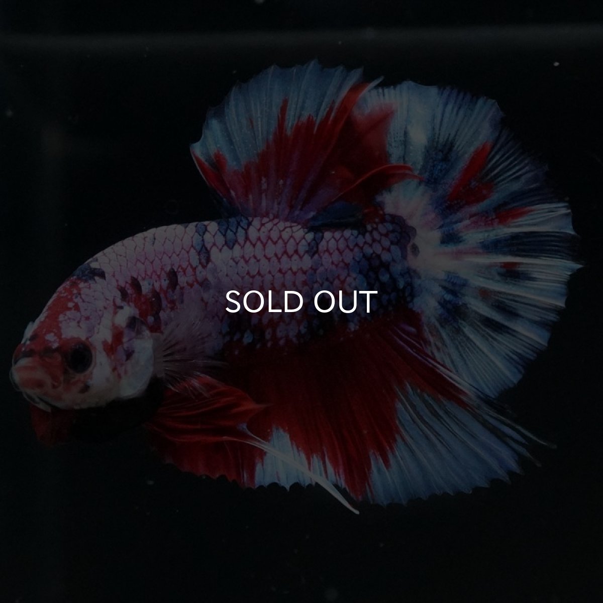 画像8: HMPK　レッドギャラクシー (8)