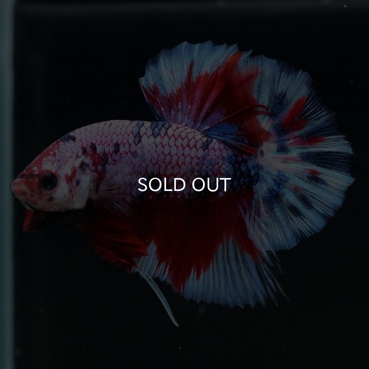 画像5: HMPK　レッドギャラクシー (5)