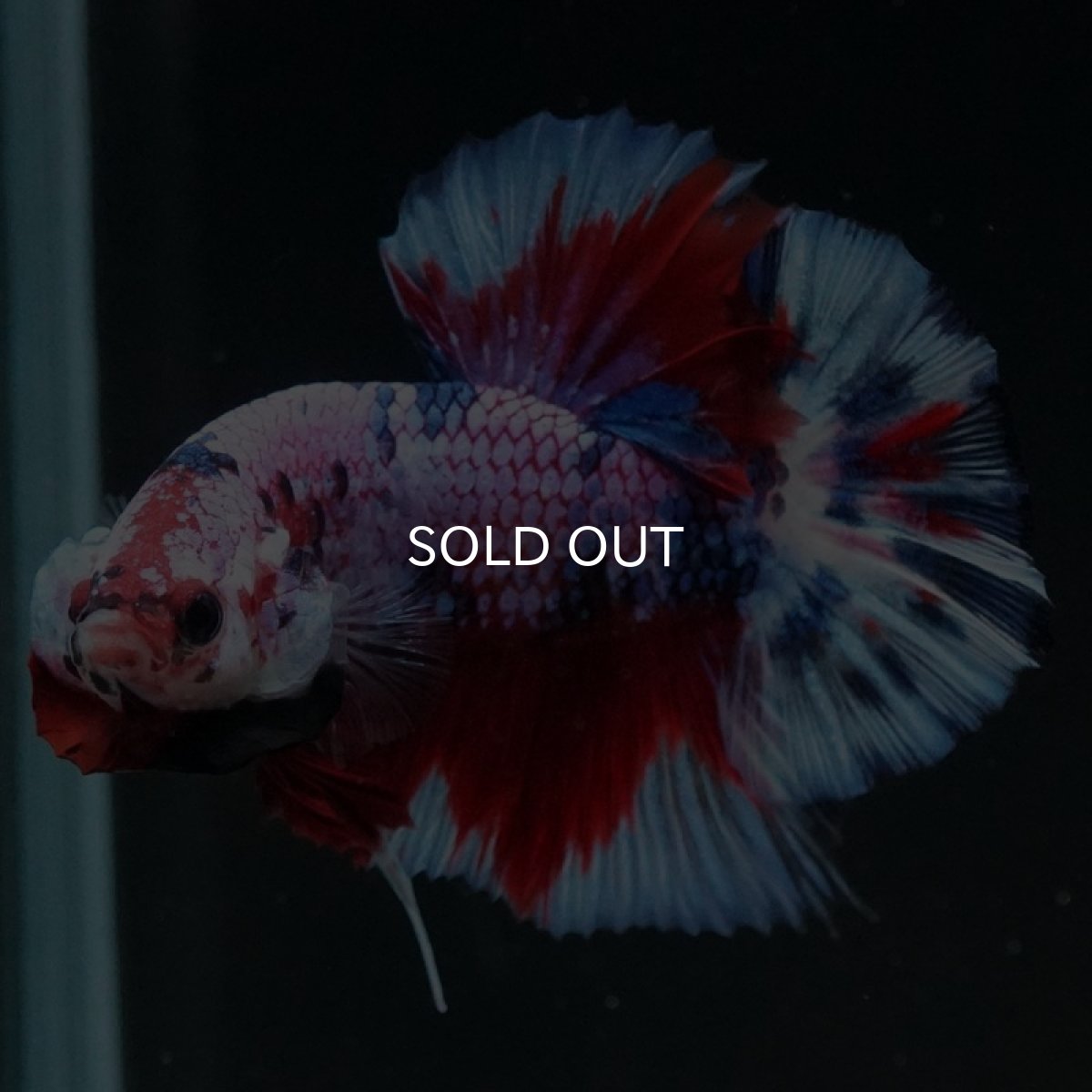 画像2: HMPK　レッドギャラクシー (2)