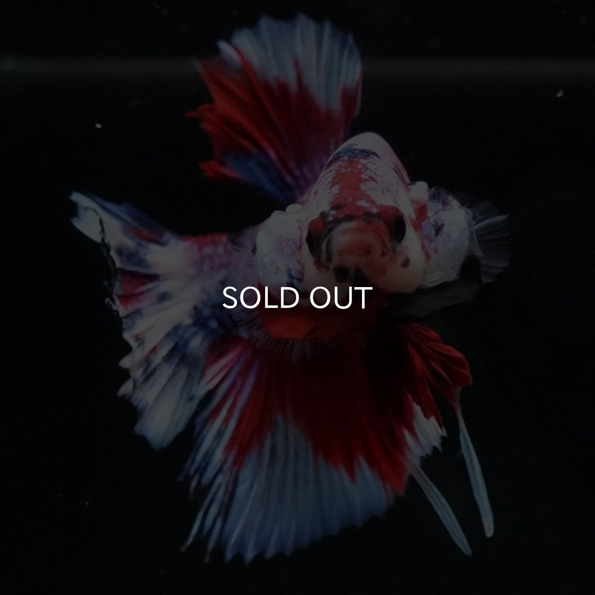 画像7: HMPK　レッドギャラクシー (7)