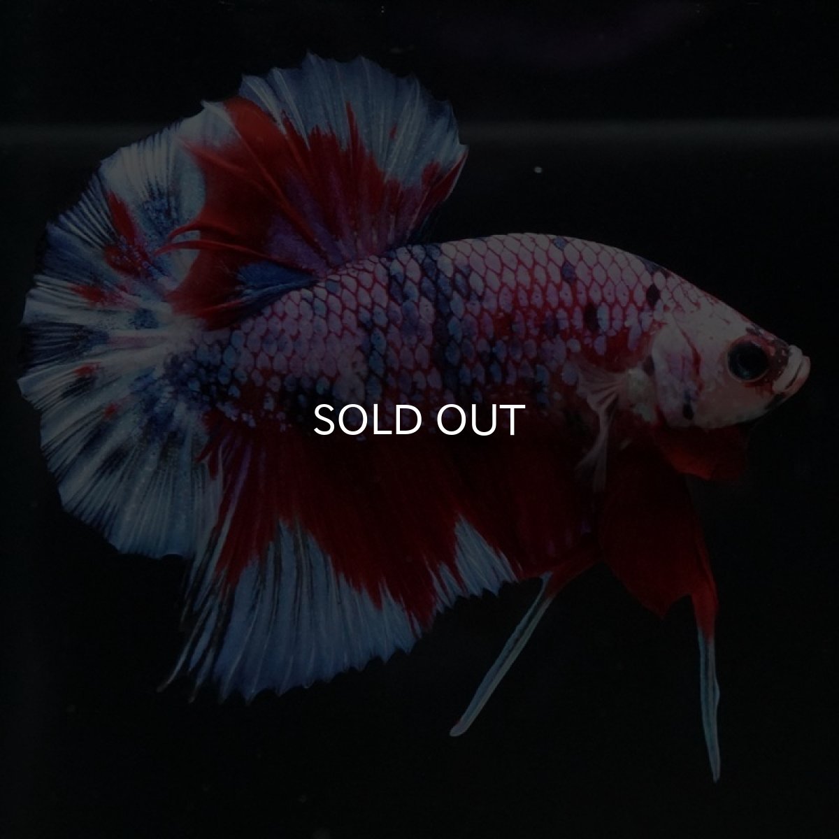 画像3: HMPK　レッドギャラクシー (3)