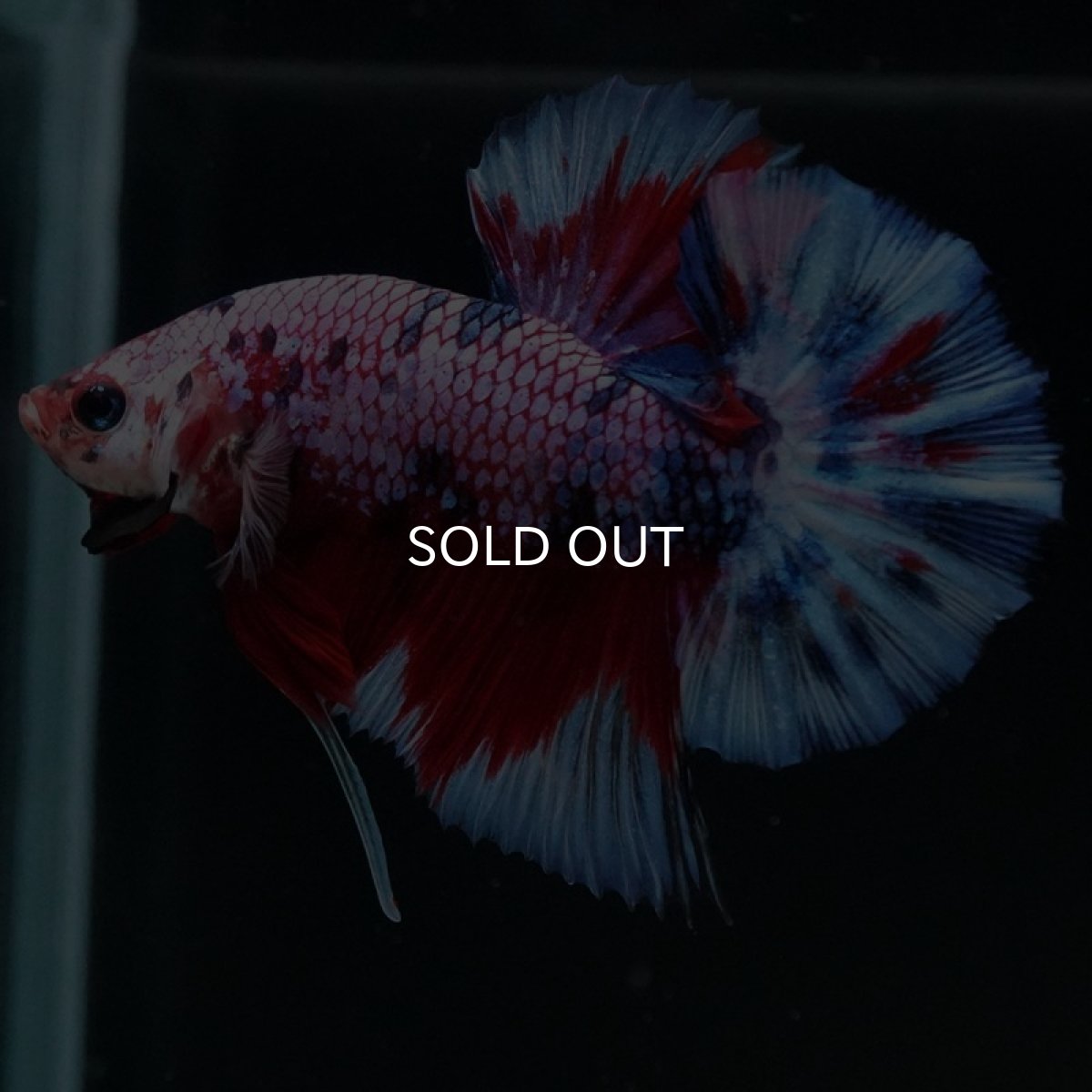 画像4: HMPK　レッドギャラクシー (4)