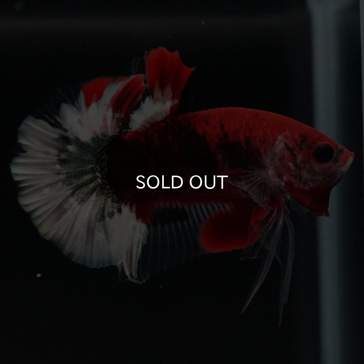 画像9: HMPK 鯉 変わり柄 (9)