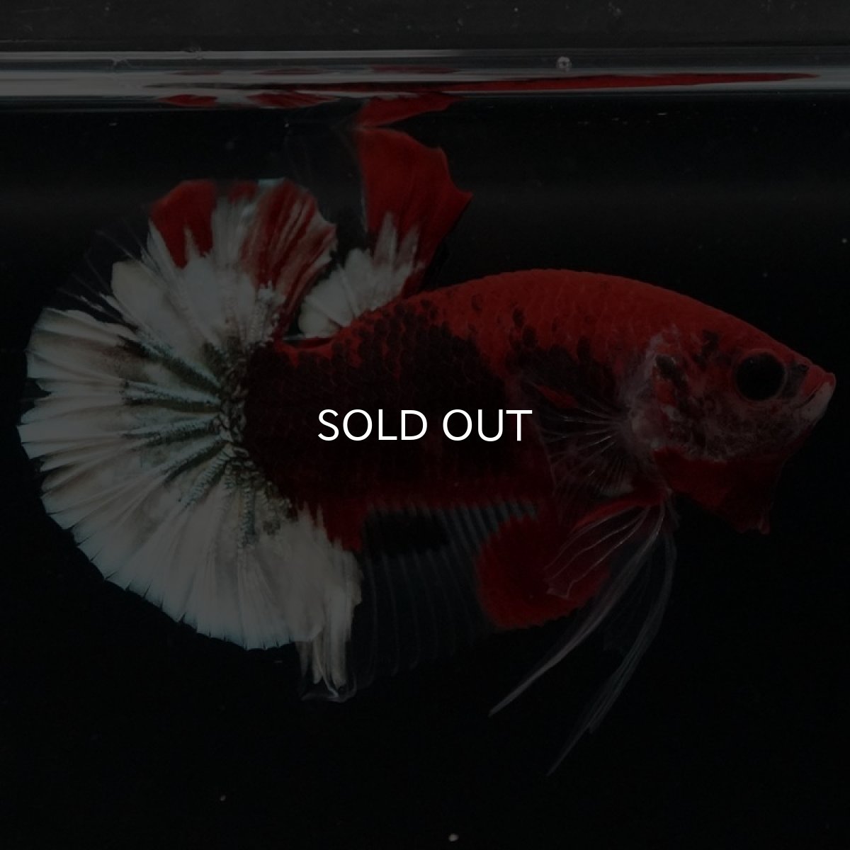 画像8: HMPK 鯉 変わり柄 (8)