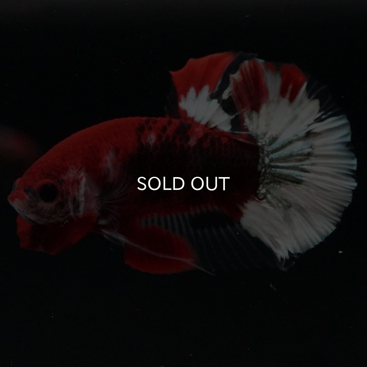 画像7: HMPK 鯉 変わり柄 (7)