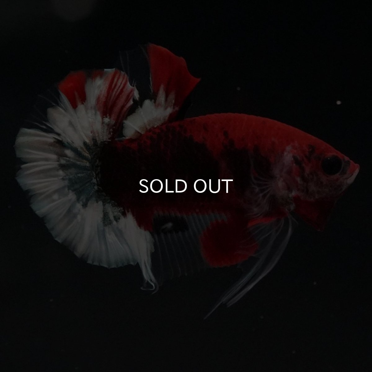 画像5: HMPK 鯉 変わり柄 (5)