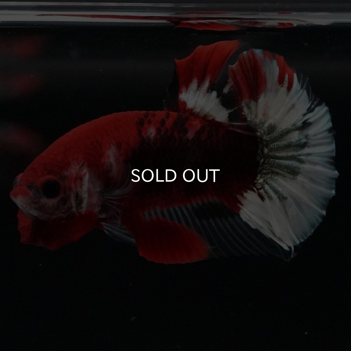 画像4: HMPK 鯉 変わり柄 (4)