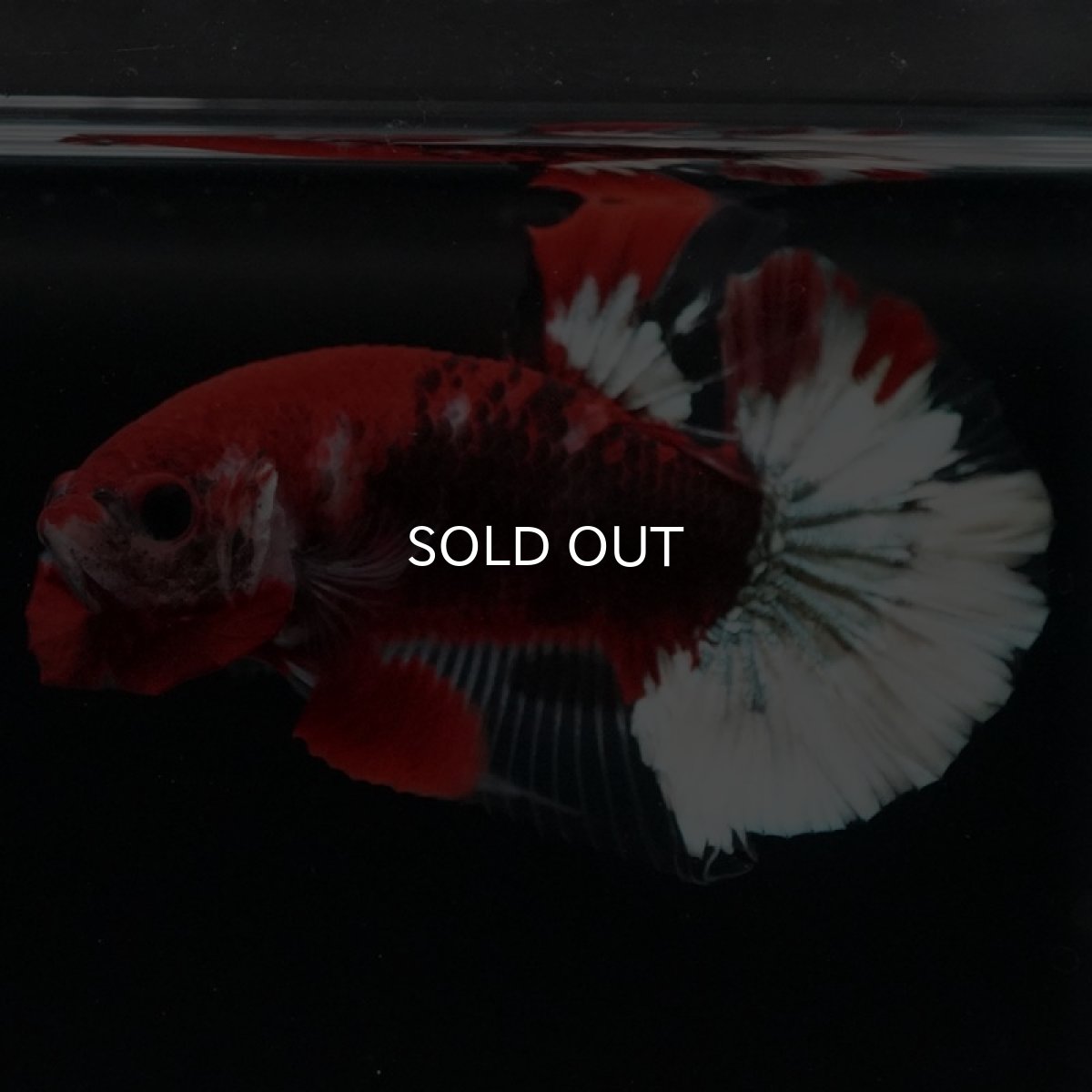 画像6: HMPK 鯉 変わり柄 (6)