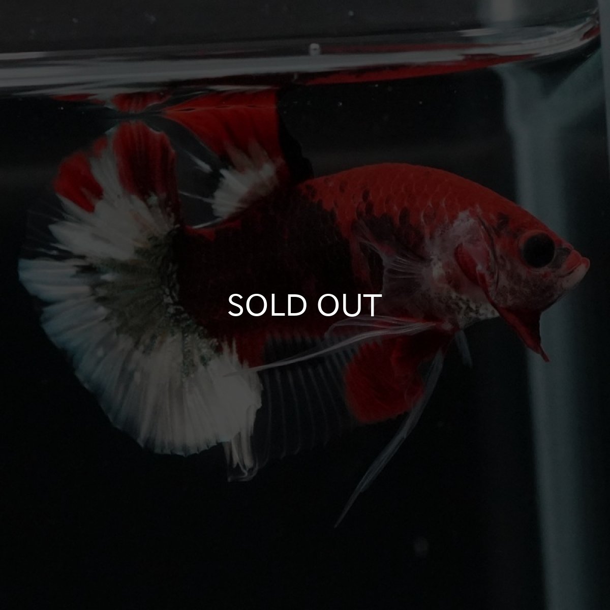 画像3: HMPK 鯉 変わり柄 (3)