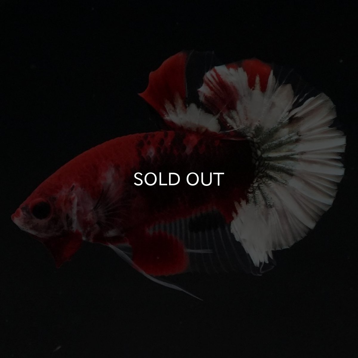 画像2: HMPK 鯉 変わり柄 (2)