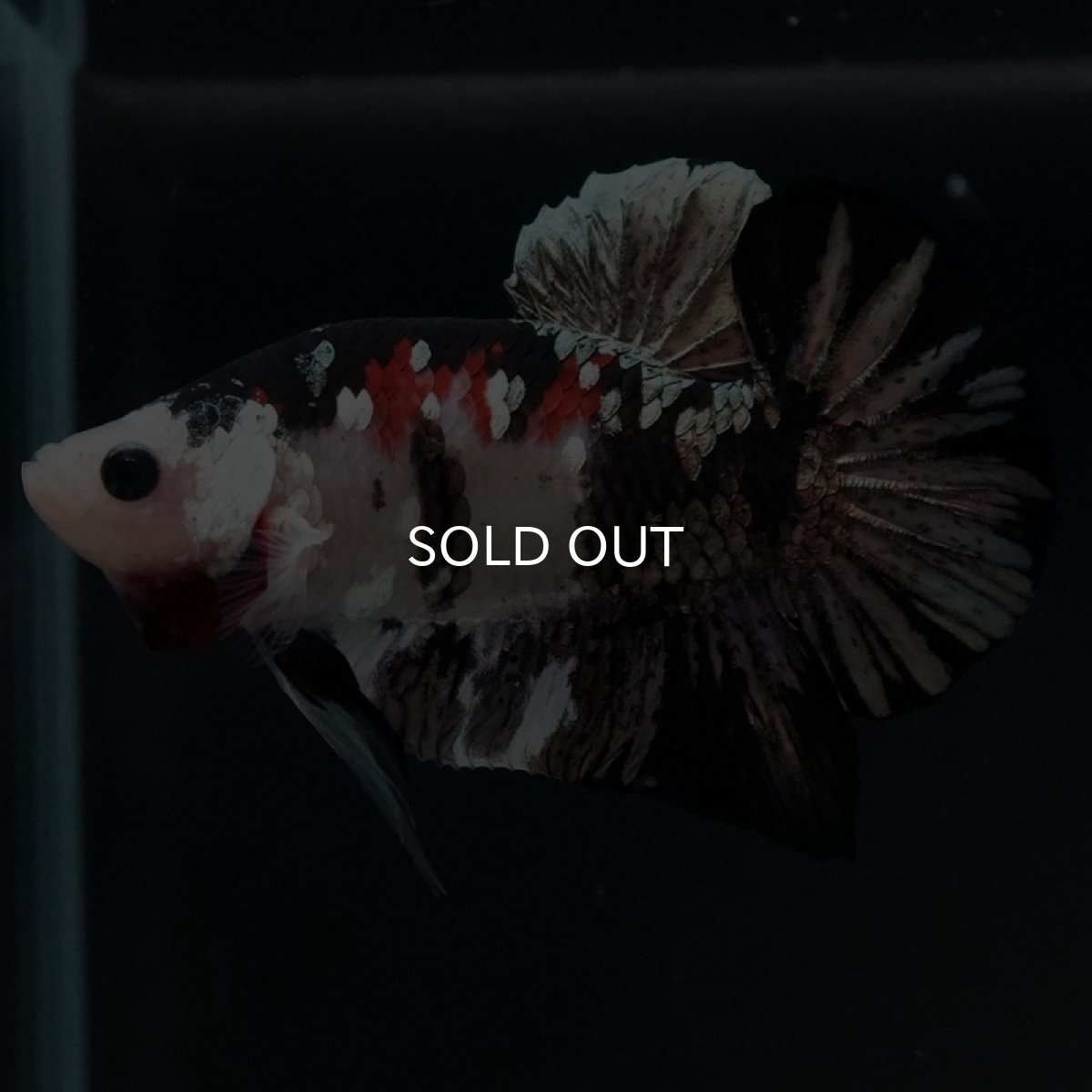 画像4: HMPK 鯉カッパー (4)