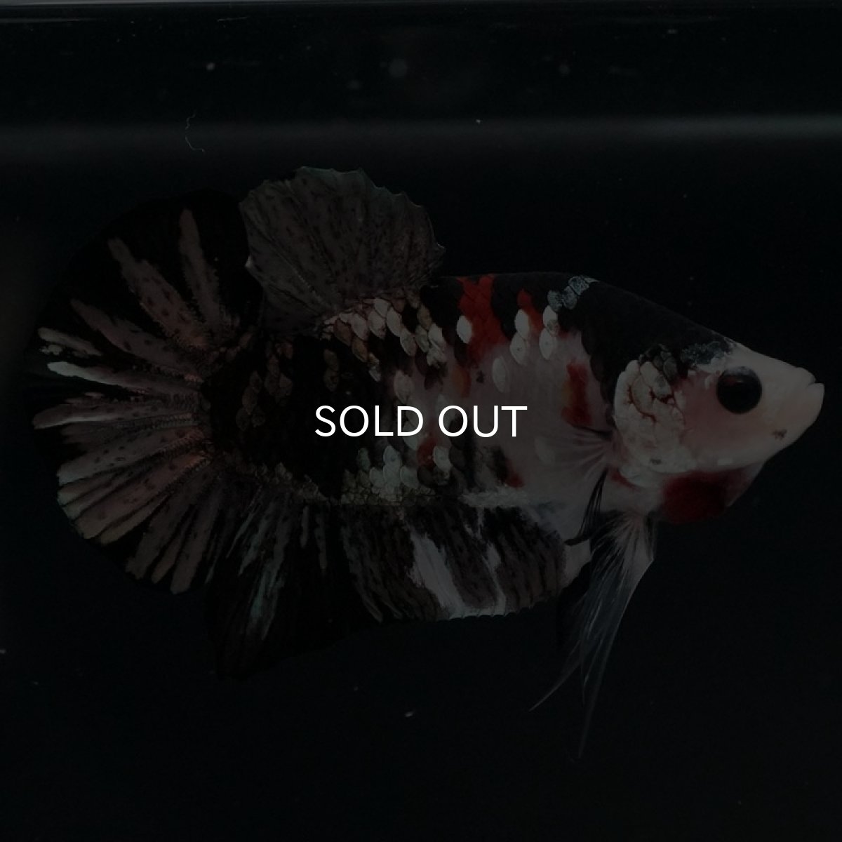 画像5: HMPK 鯉カッパー (5)