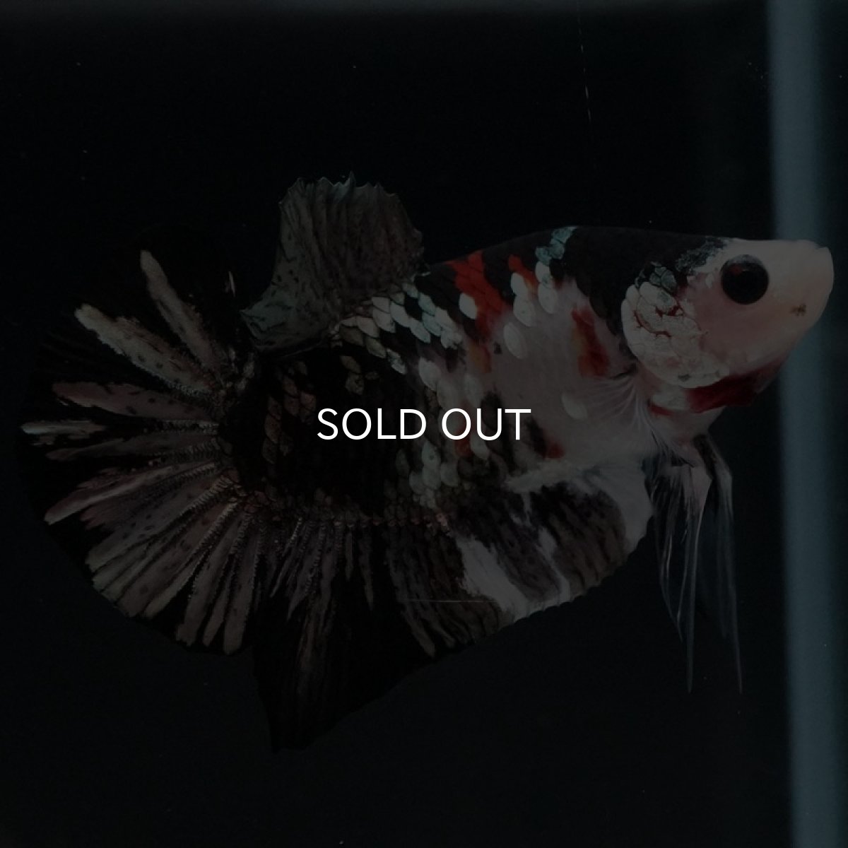 画像3: HMPK 鯉カッパー (3)