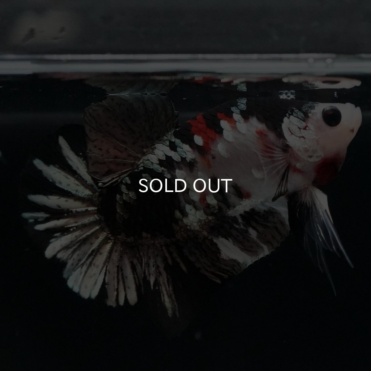 画像2: HMPK 鯉カッパー (2)