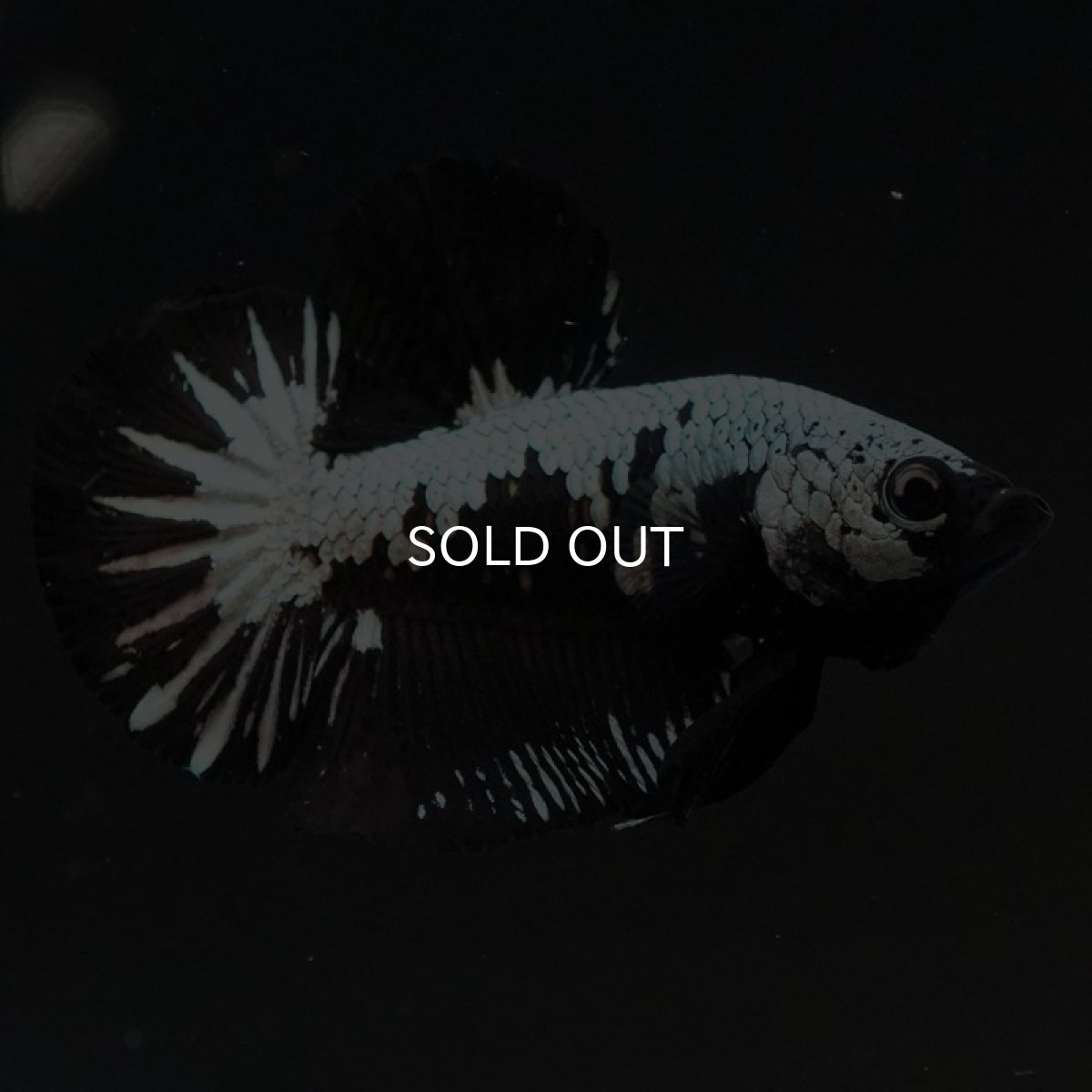 画像10: HMPK ブラックサムライ (10)