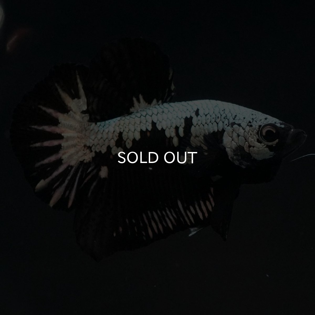 画像4: HMPK ブラックサムライ (4)