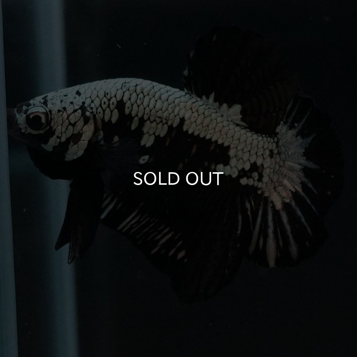 画像9: HMPK ブラックサムライ (9)