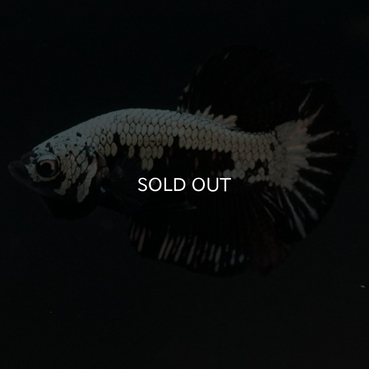 画像8: HMPK ブラックサムライ (8)