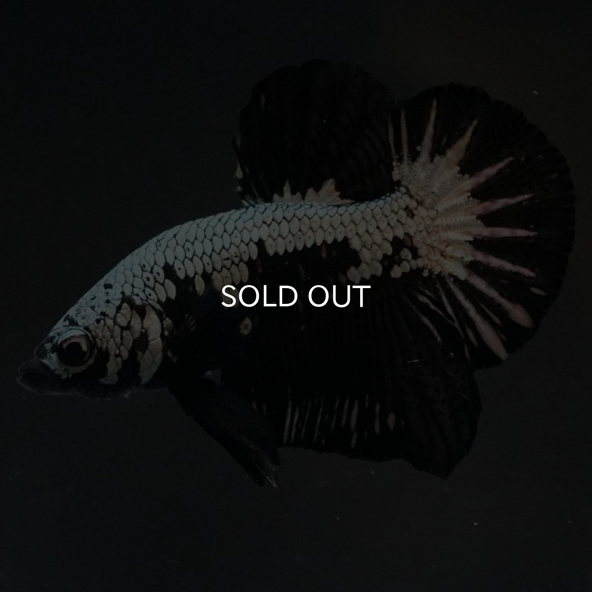 画像7: HMPK ブラックサムライ (7)