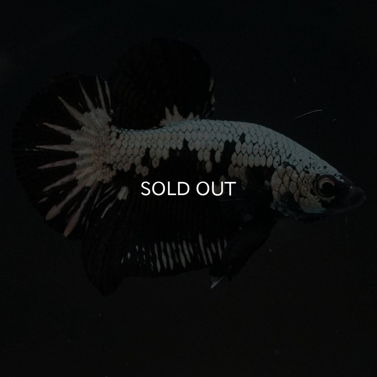 画像6: HMPK ブラックサムライ (6)