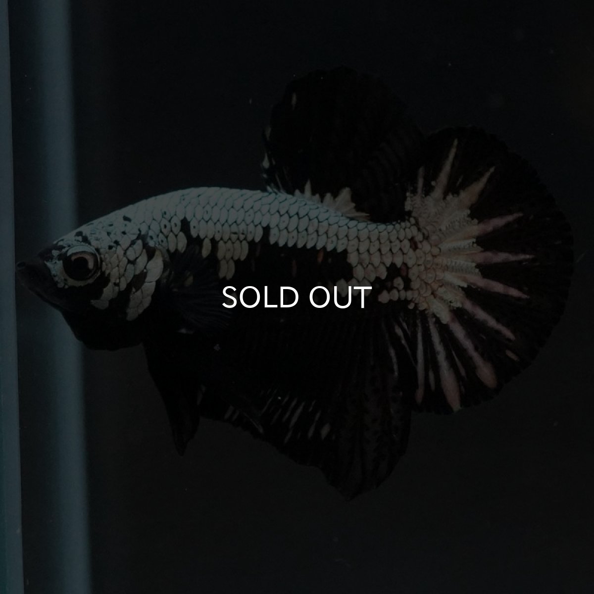 画像5: HMPK ブラックサムライ (5)