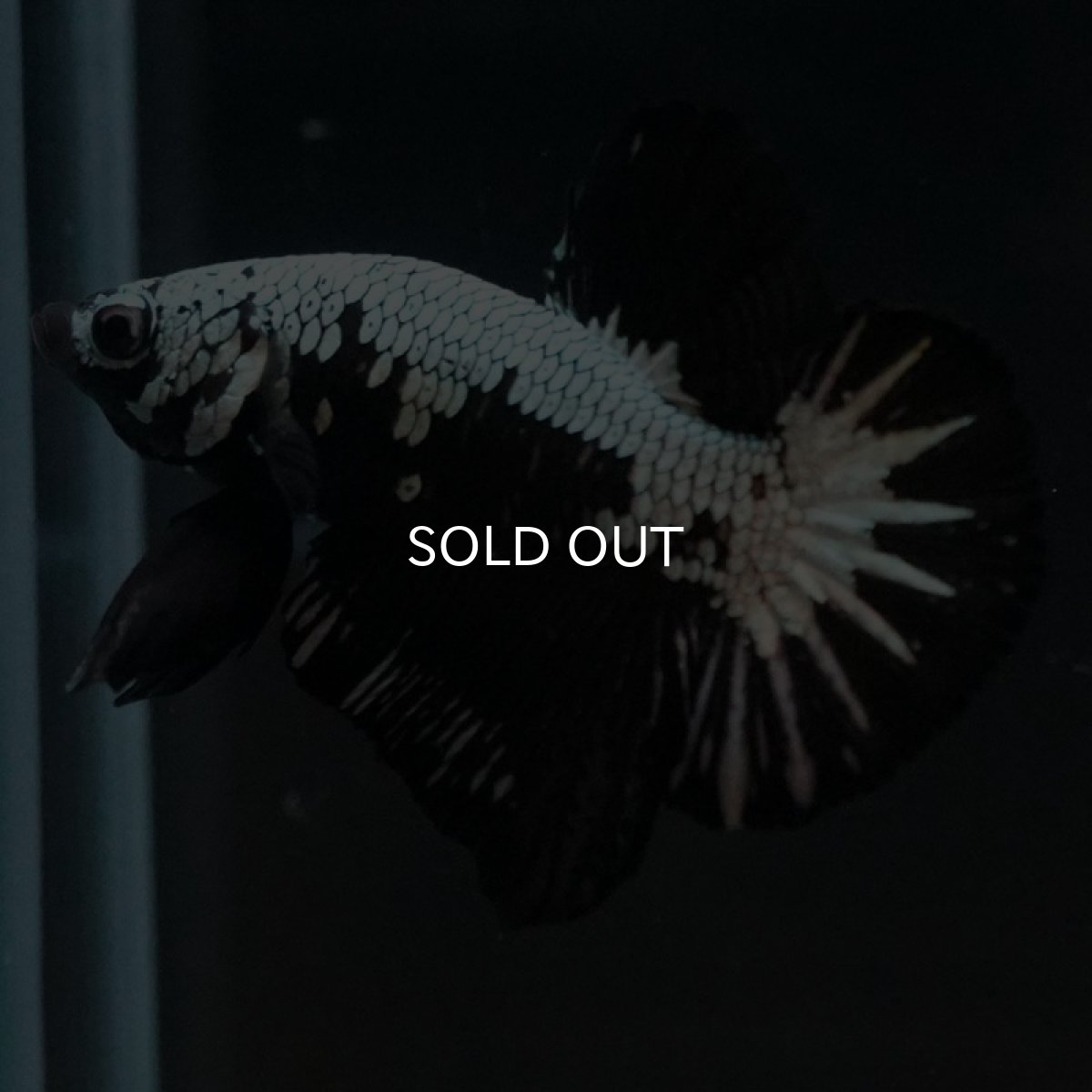 画像3: HMPK ブラックサムライ (3)