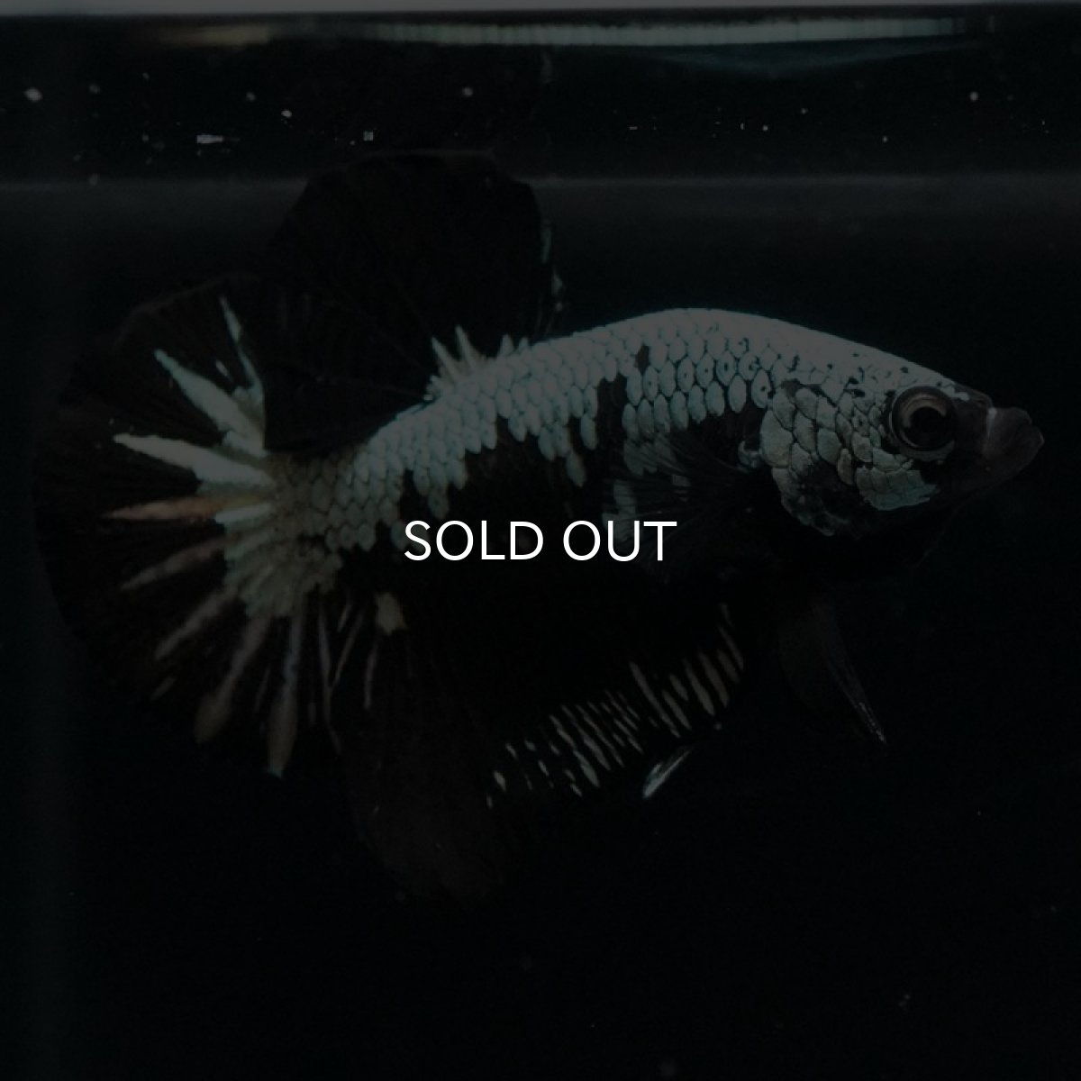 画像2: HMPK ブラックサムライ (2)