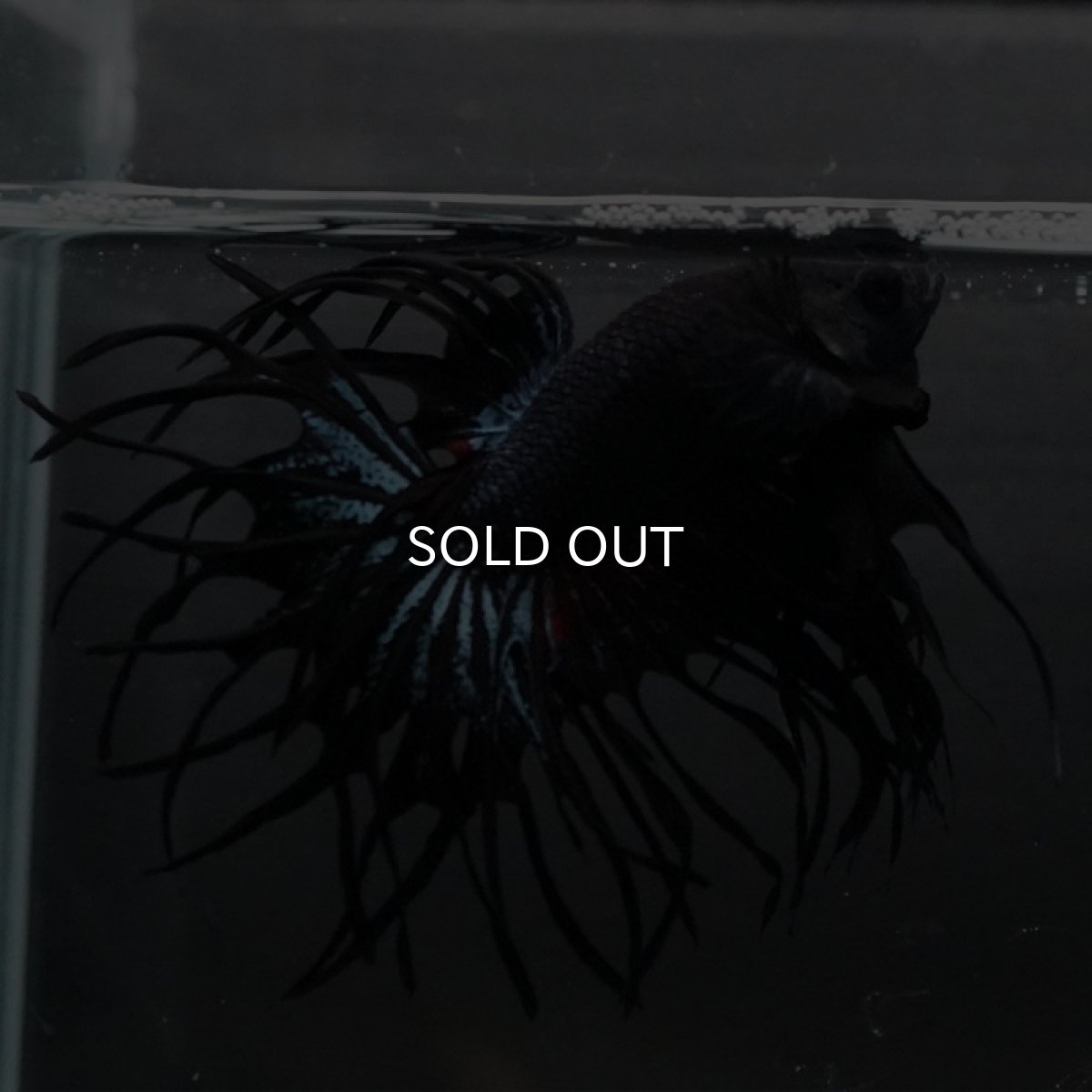 画像5: KCT ブラックオーキッド (5)