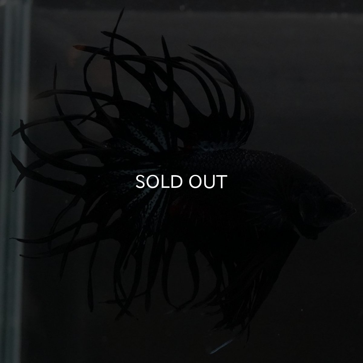 画像7: KCT ブラックオーキッド (7)