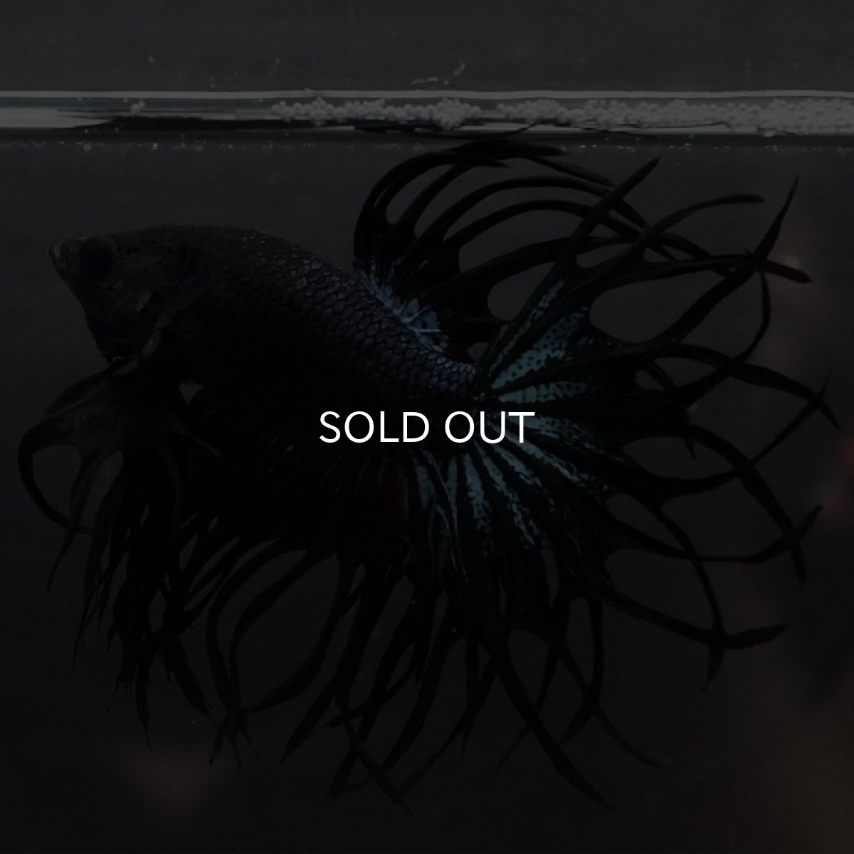 画像2: KCT ブラックオーキッド (2)