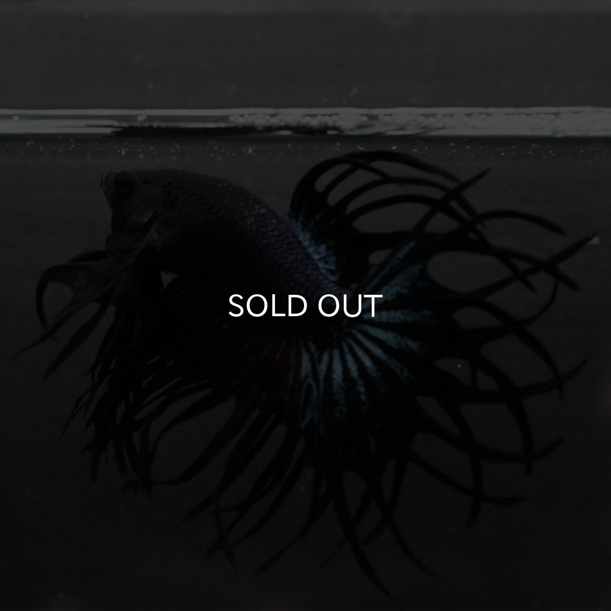 画像9: KCT ブラックオーキッド (9)