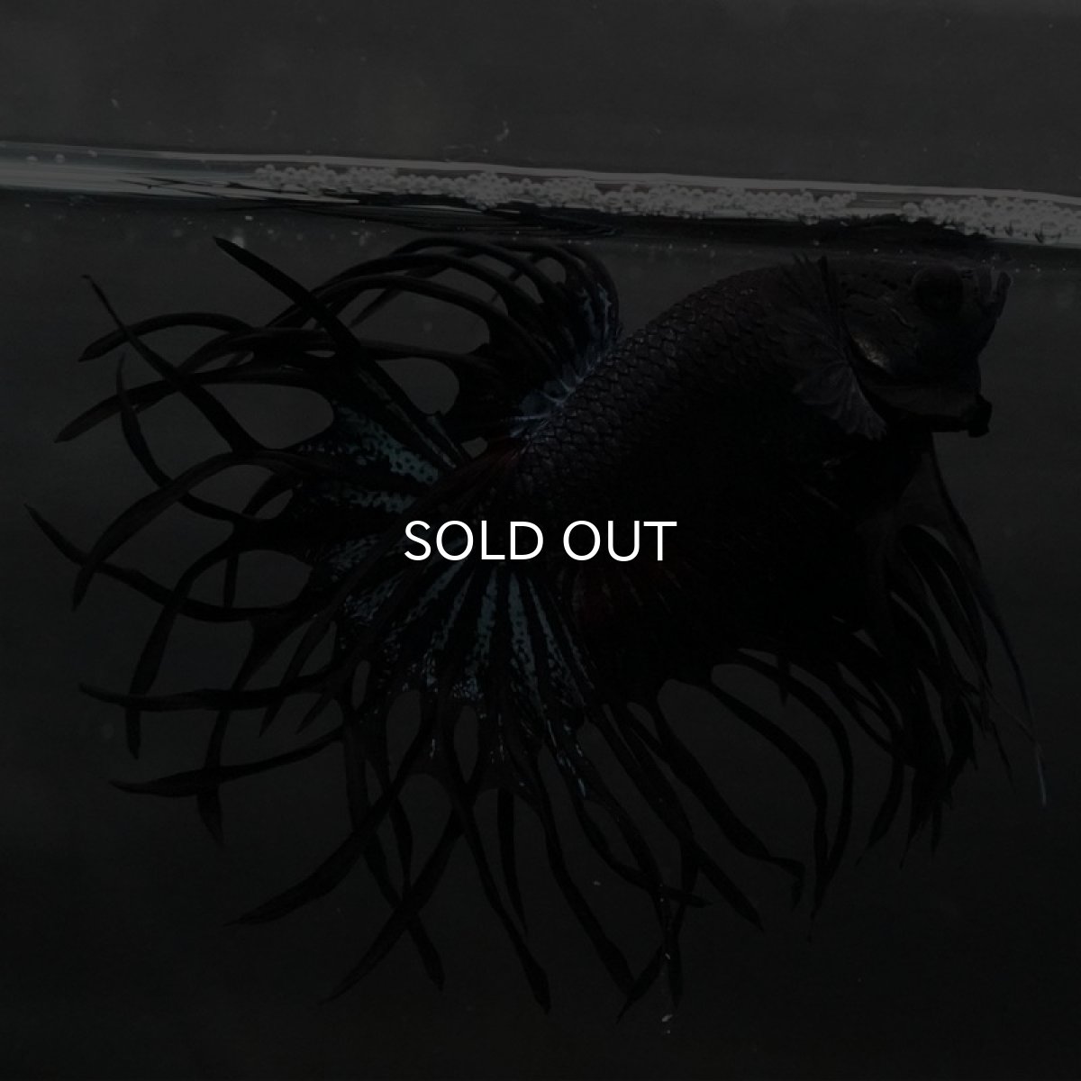 画像3: KCT ブラックオーキッド (3)