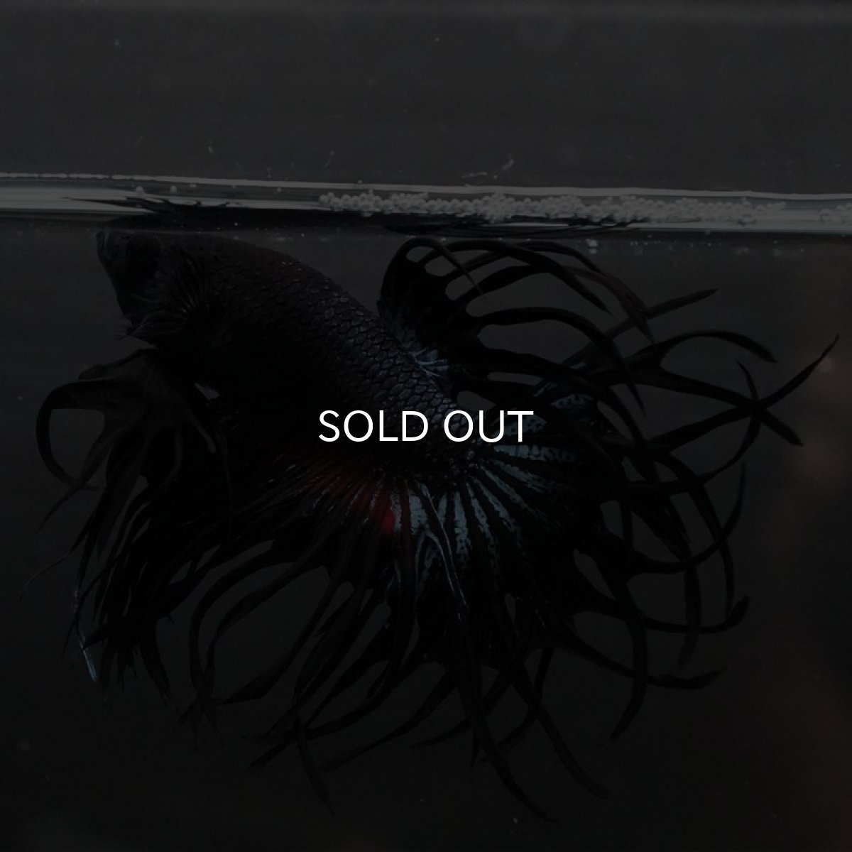 画像8: KCT ブラックオーキッド (8)