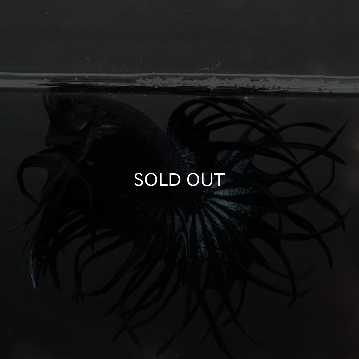 画像6: KCT ブラックオーキッド (6)