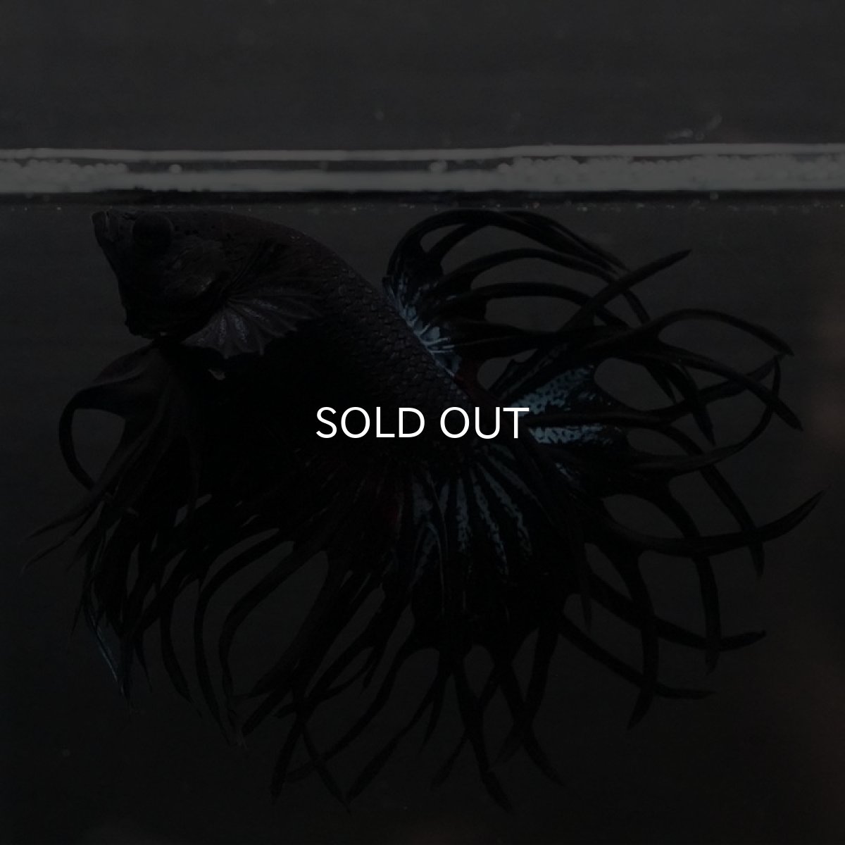 画像4: KCT ブラックオーキッド (4)