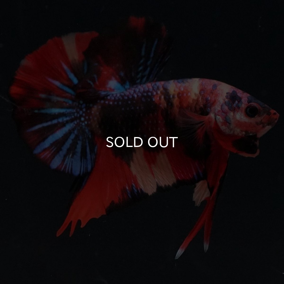 画像3: HMPK キャンディ (3)