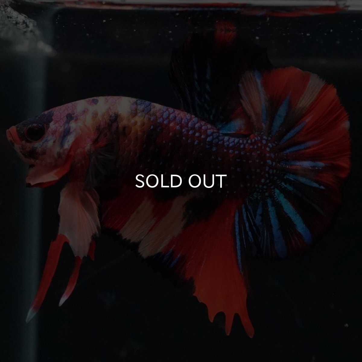 画像2: HMPK キャンディ (2)