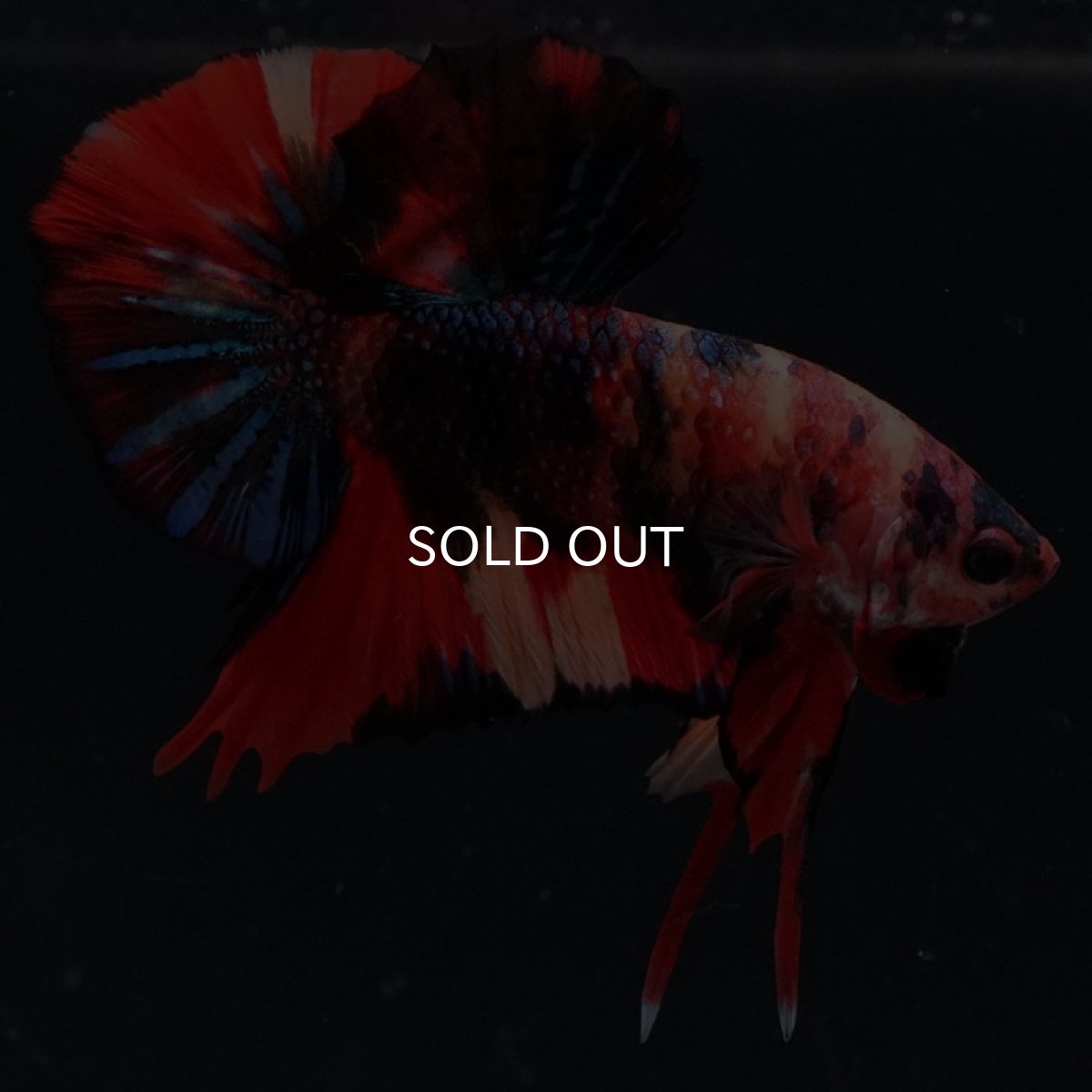 画像5: HMPK キャンディ (5)