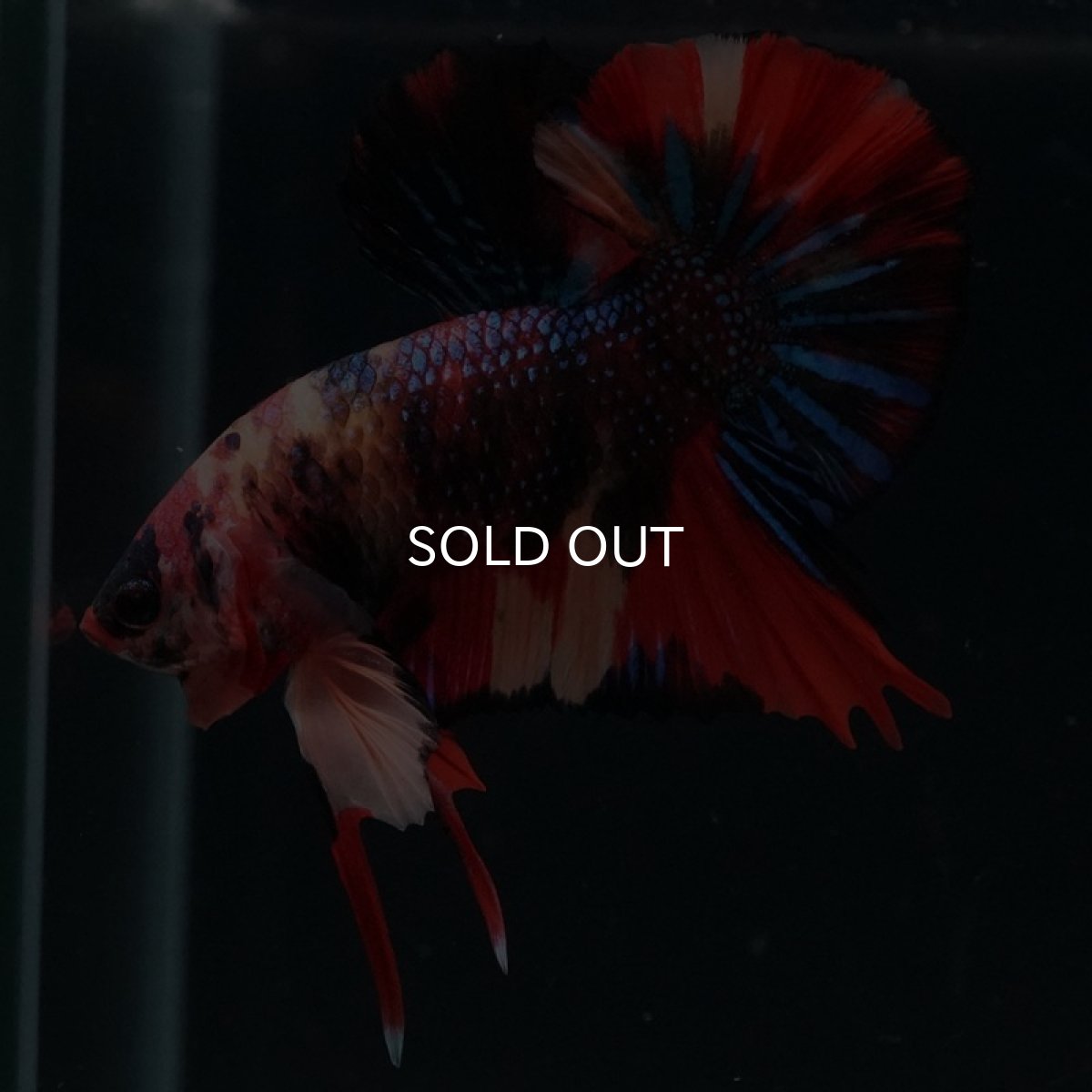 画像6: HMPK キャンディ (6)