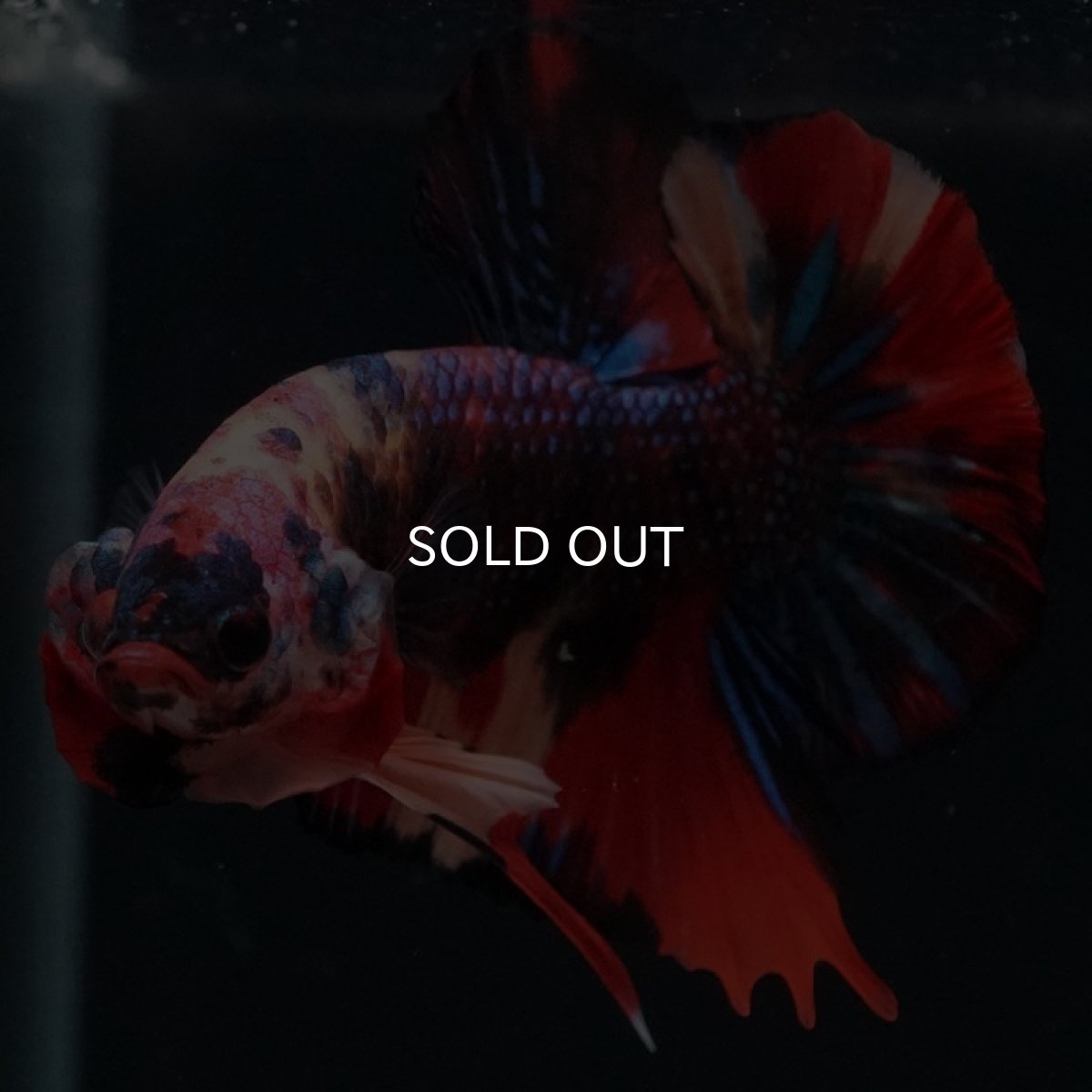 画像4: HMPK キャンディ (4)