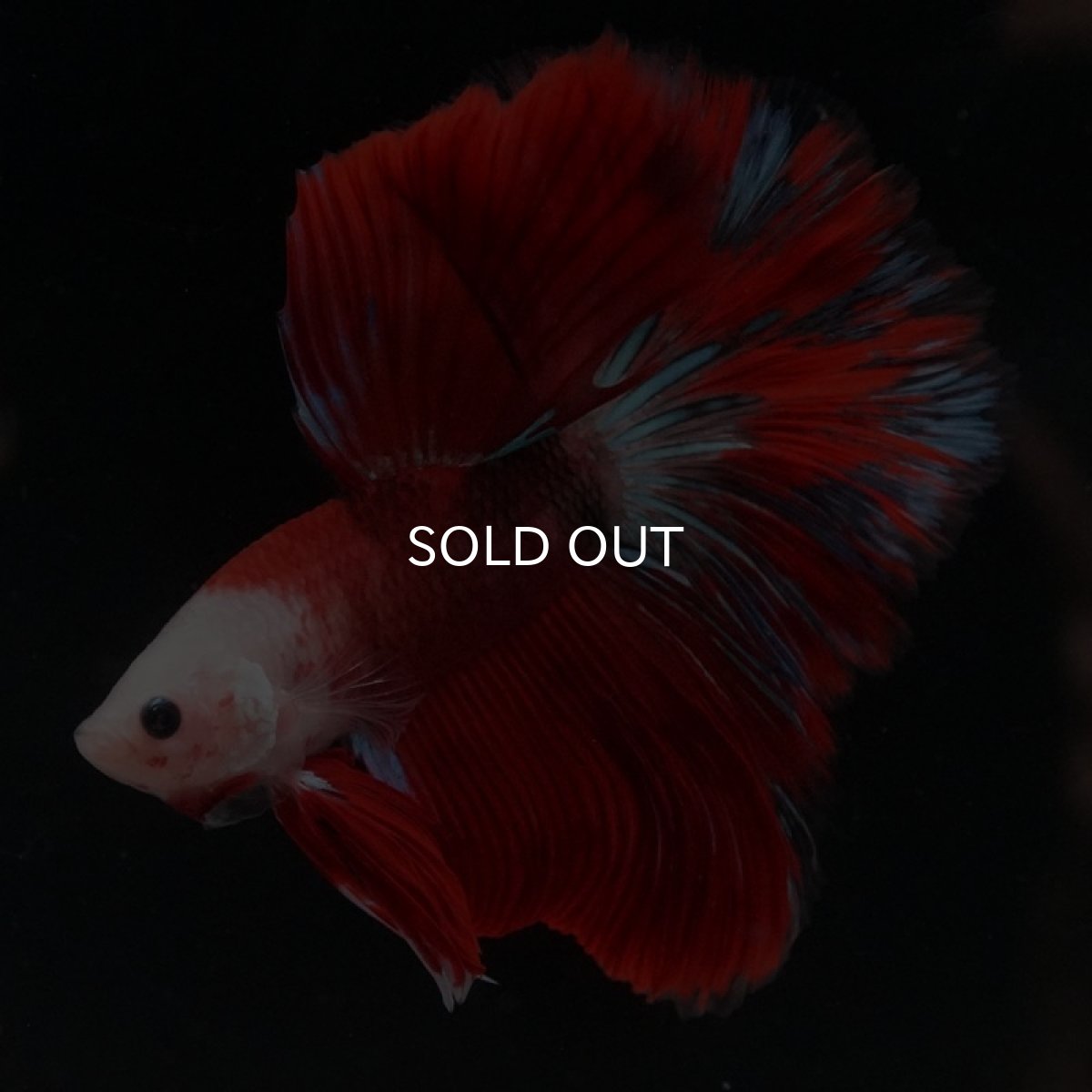 画像6: HM ファンシーレッド (6)