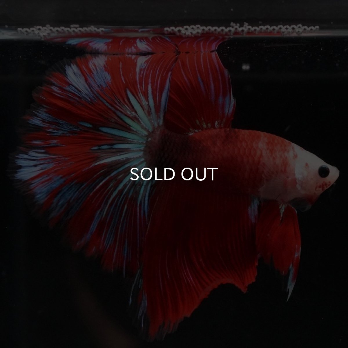 画像5: HM ファンシーレッド (5)