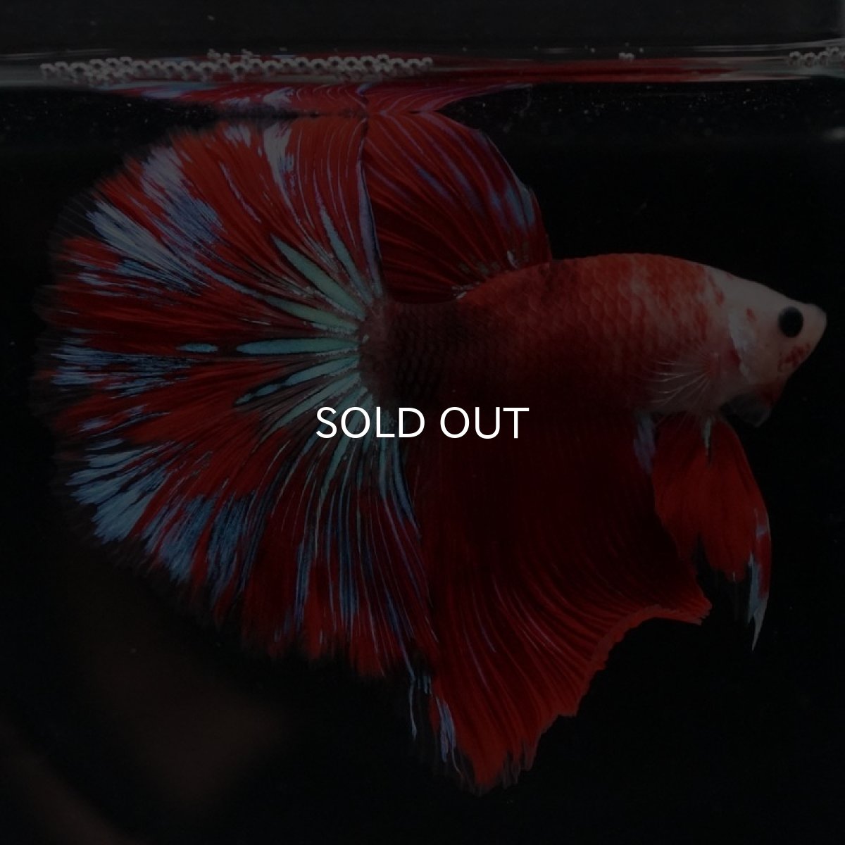 画像4: HM ファンシーレッド (4)