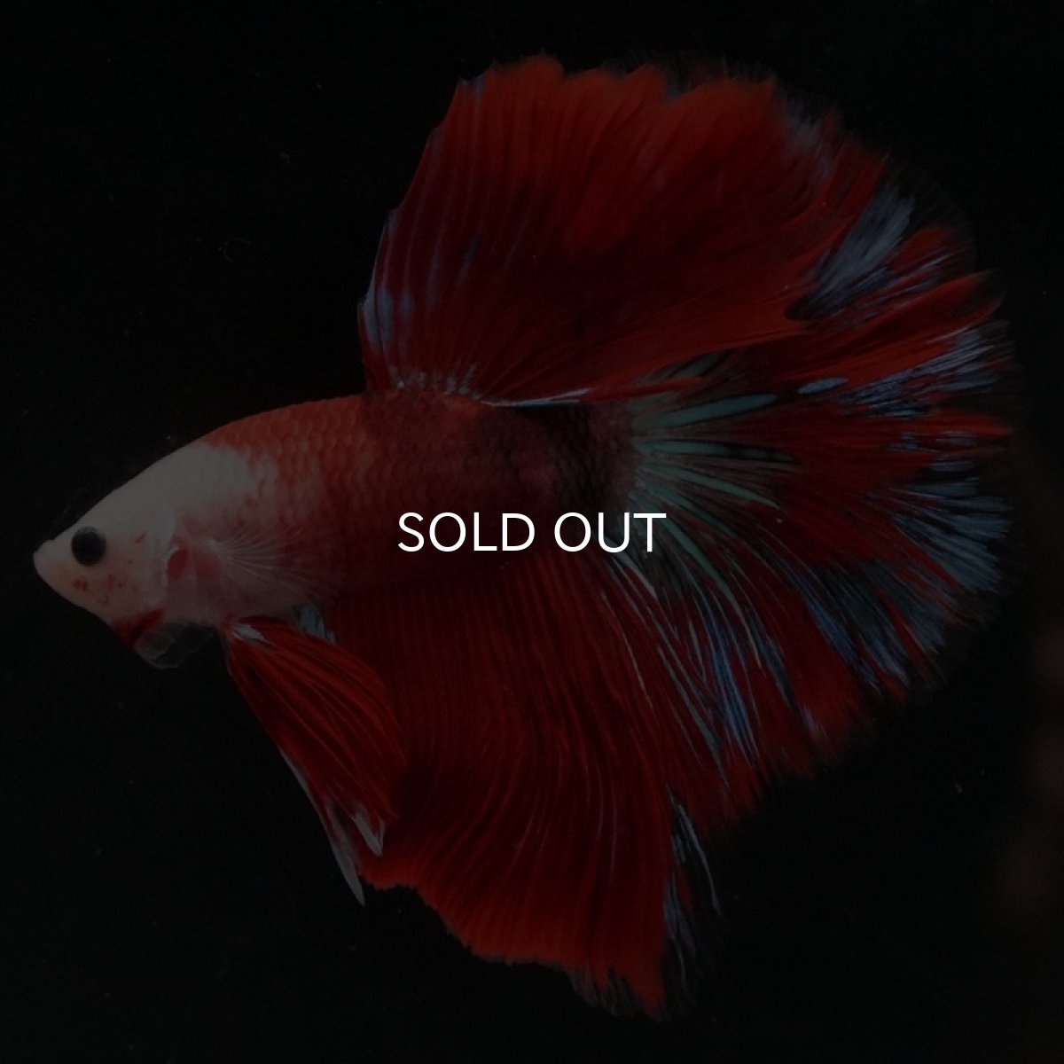 画像3: HM ファンシーレッド (3)