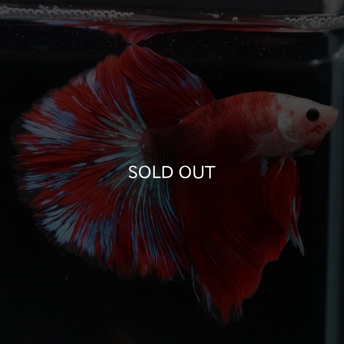 画像2: HM ファンシーレッド (2)