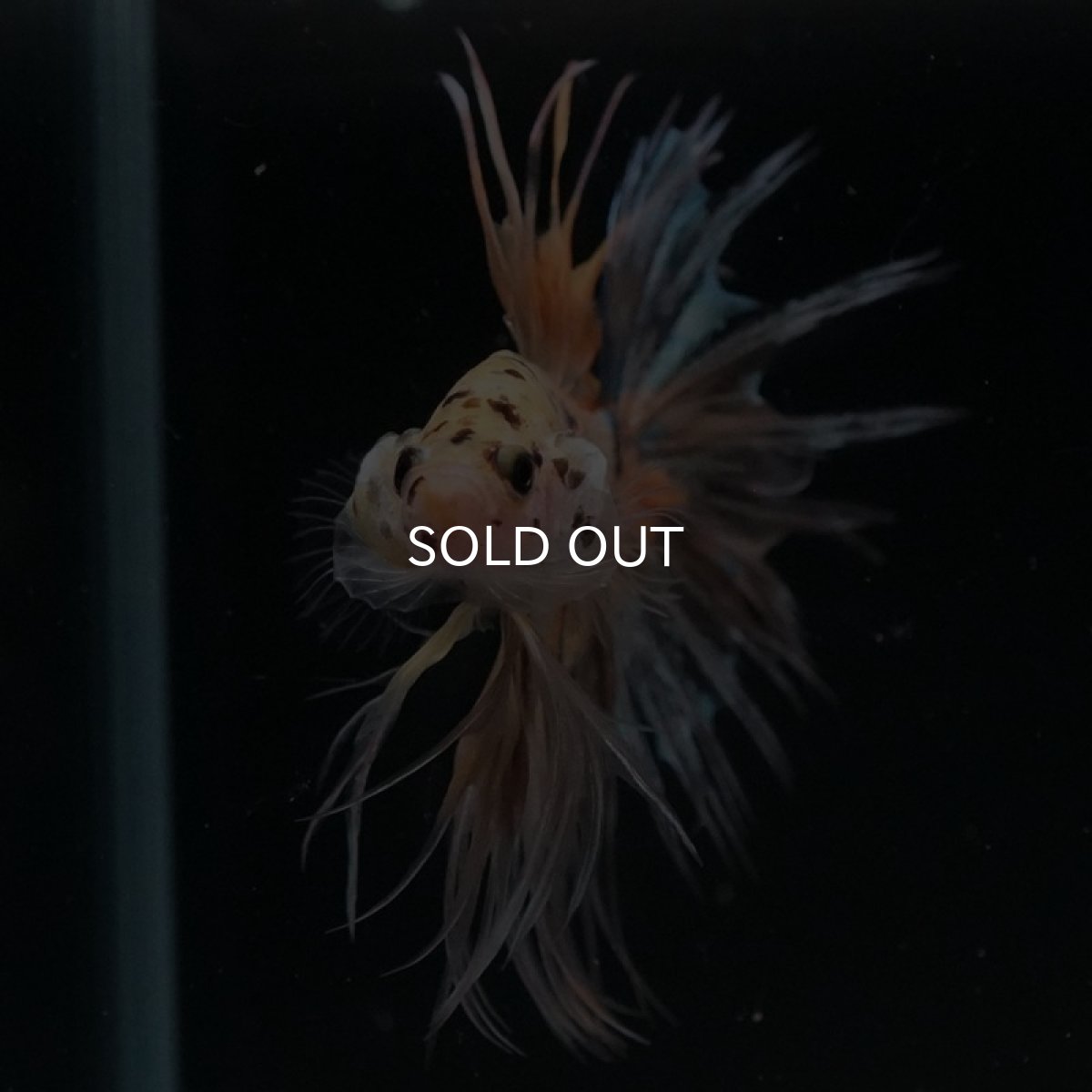 画像6: CT イエロータイガー (6)