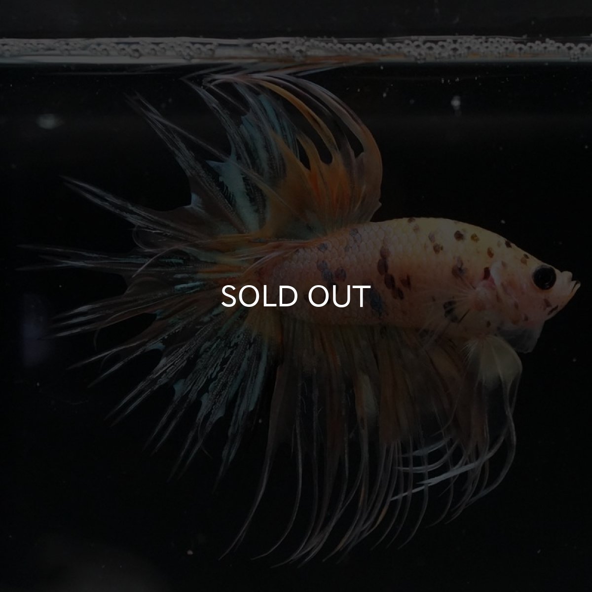 画像3: CT イエロータイガー (3)