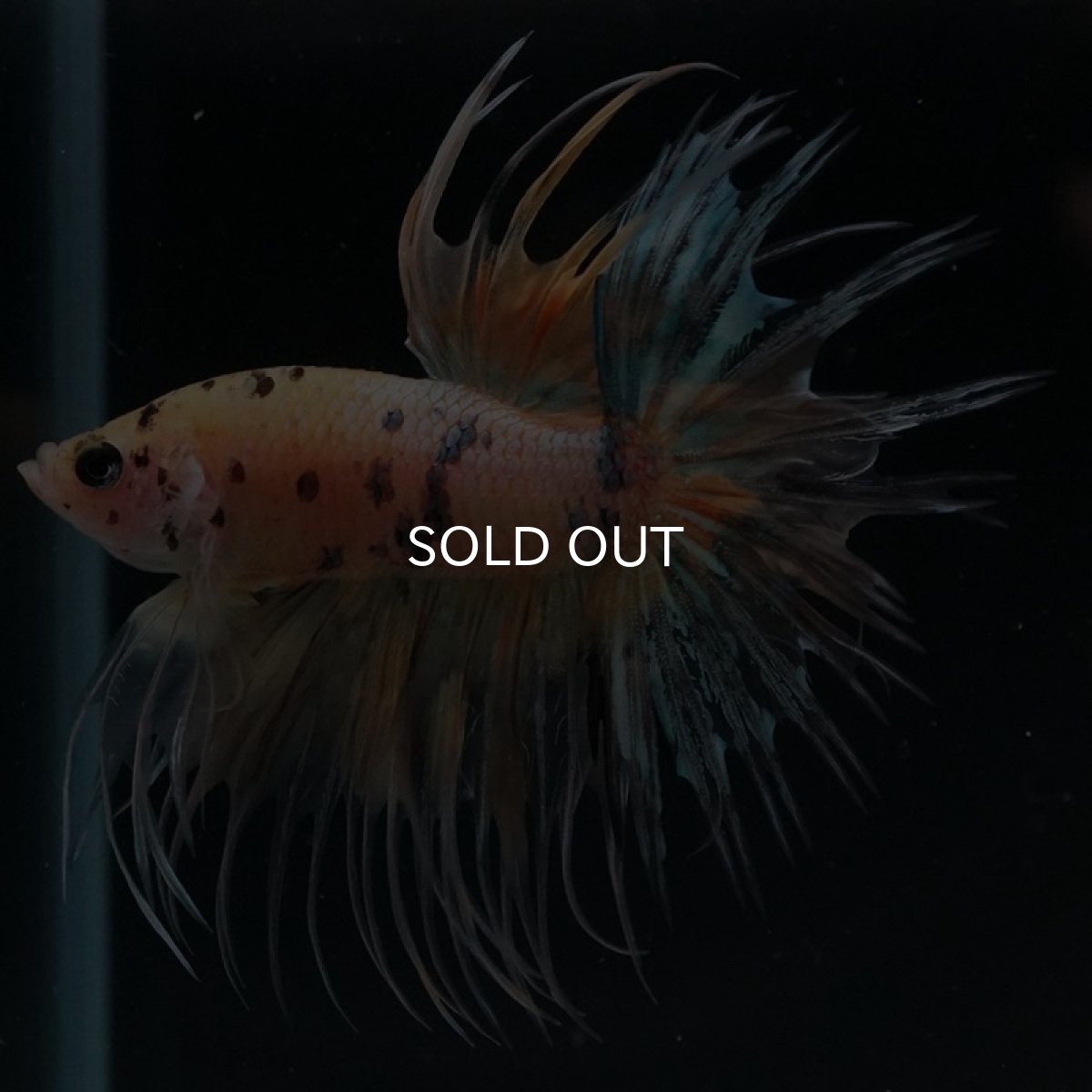 画像4: CT イエロータイガー (4)