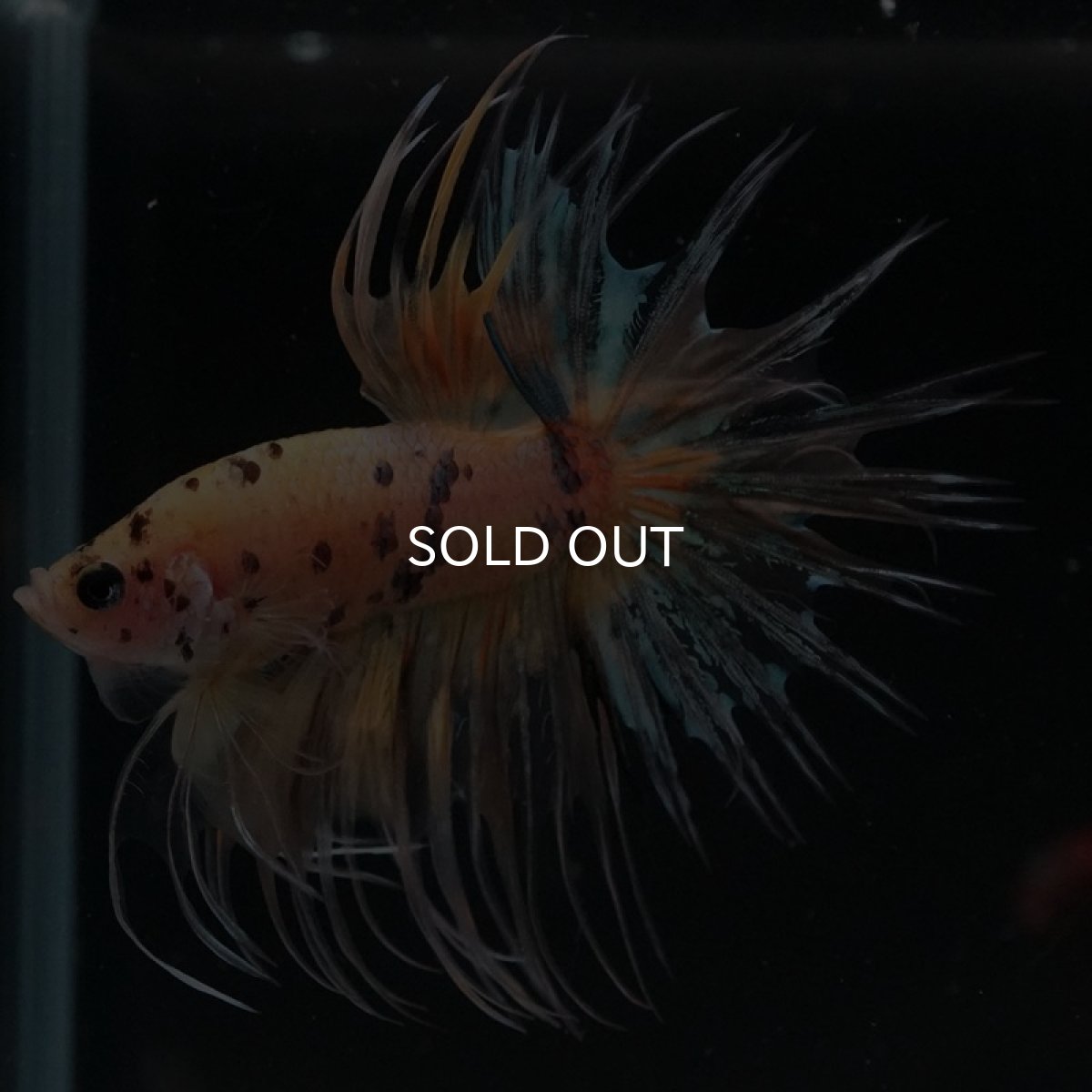 画像2: CT イエロータイガー (2)