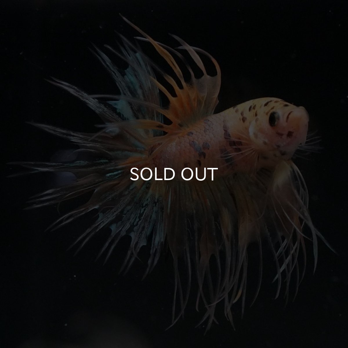 画像5: CT イエロータイガー (5)